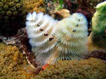 Merry Christmas, Bonaire by Kevin Robert Panizza 